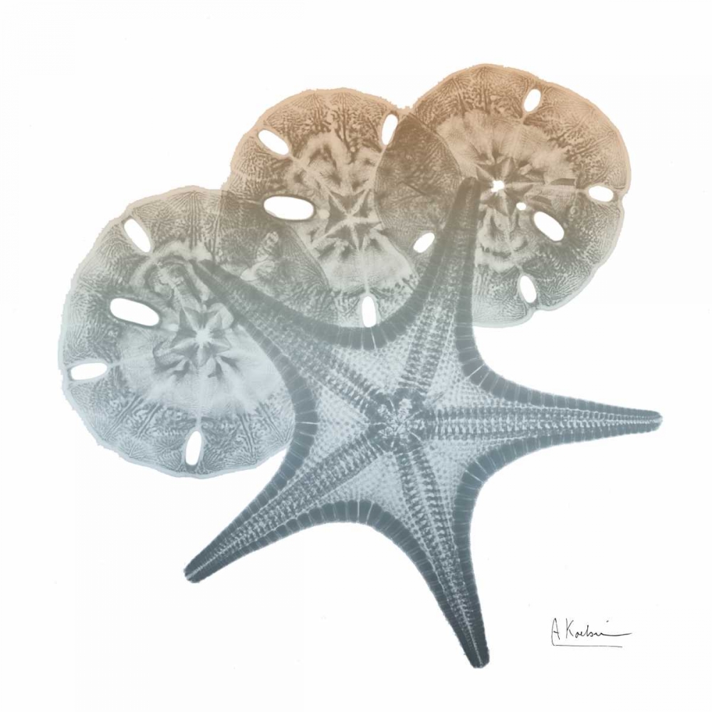 Earthy Hues Starfish and Sand Dollar art print by Albert Koetsier for $57.95 CAD