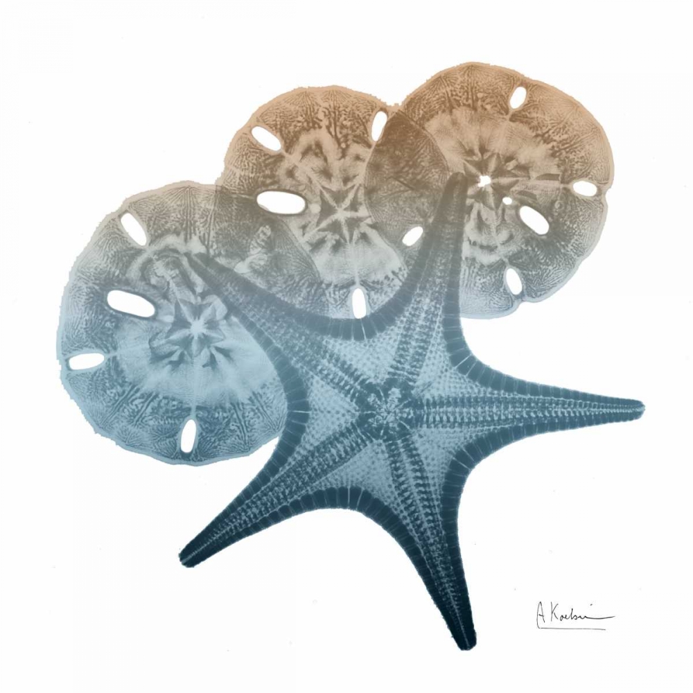 Steel Hues Starfish and Sand Dollar art print by Albert Koetsier for $57.95 CAD