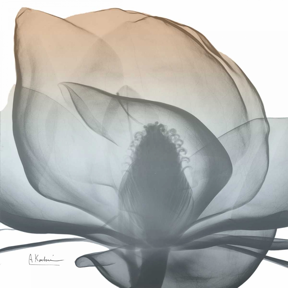 Magnolia Earthy Beauty New art print by Albert Koetsier for $57.95 CAD