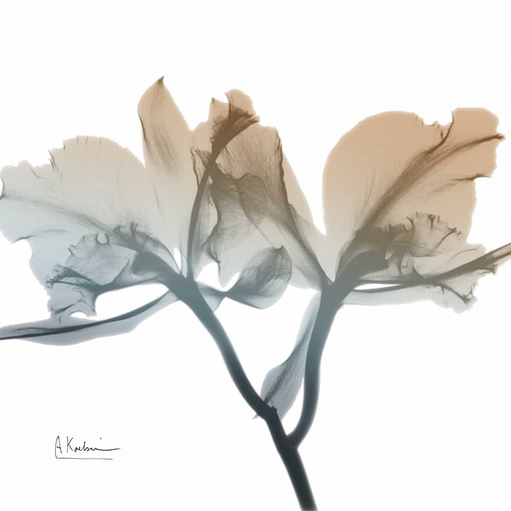 Earthy Orchid art print by Albert Koetsier for $57.95 CAD