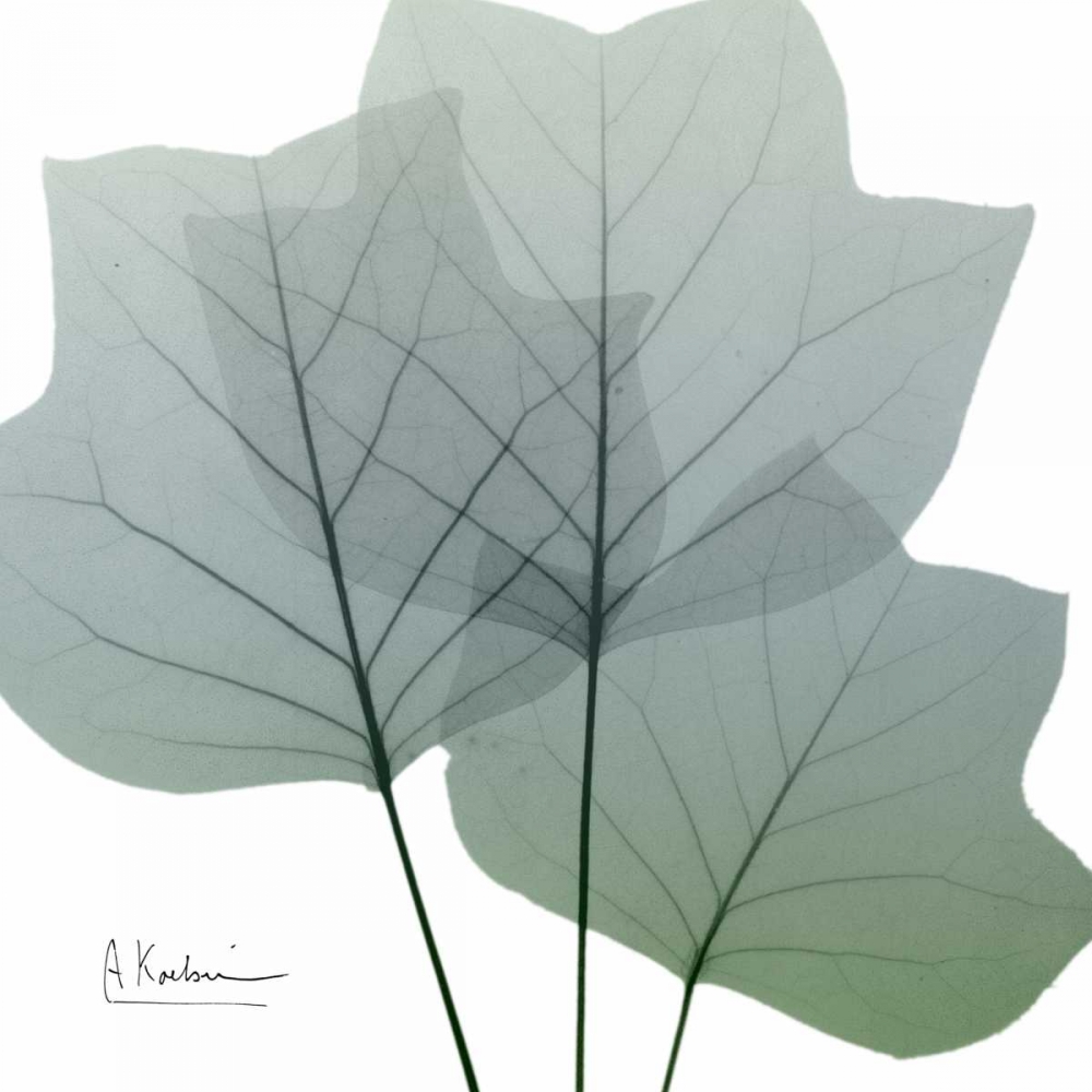 Rainy Tulip Tree art print by Albert Koetsier for $57.95 CAD