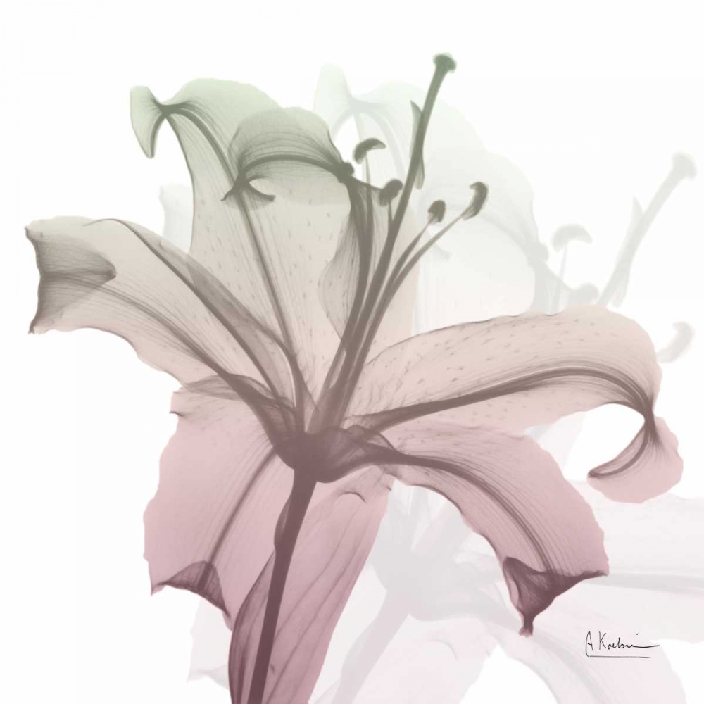Neapolitan Lily art print by Albert Koetsier for $57.95 CAD