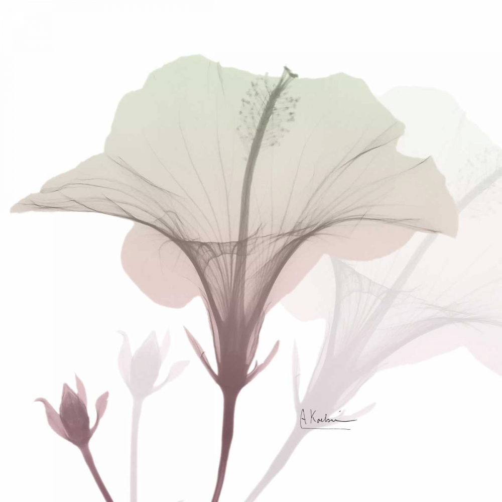 Neapolitan Hibiscus art print by Albert Koetsier for $57.95 CAD