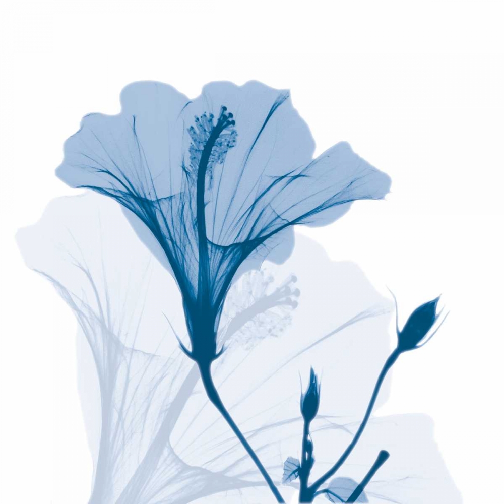 Hibiscus Chiller art print by Albert Koetsier for $57.95 CAD