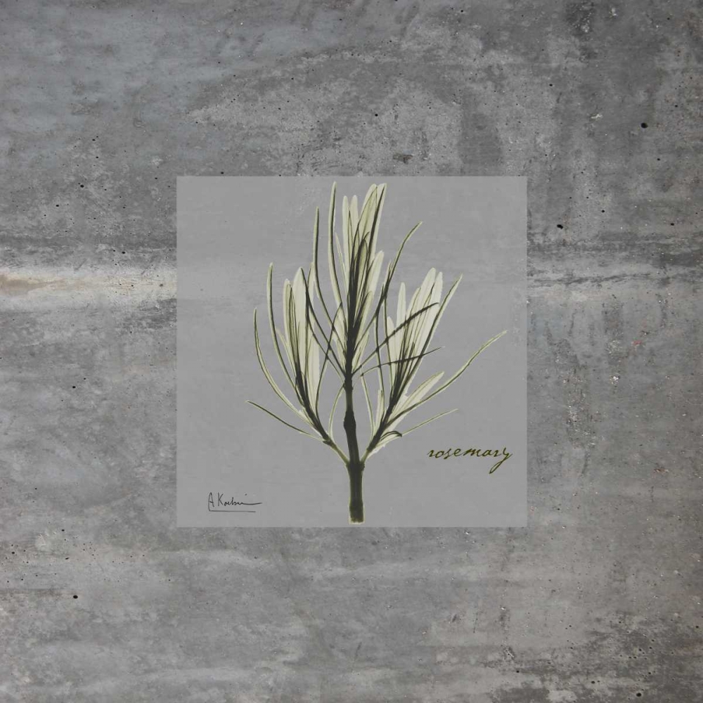 Concrete Rosemary art print by Albert Koetsier for $57.95 CAD