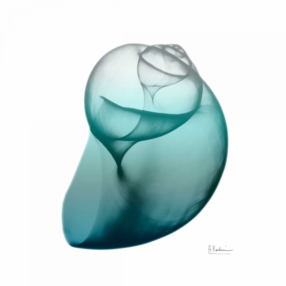 Teal Water Snail art print by Albert Koetsier for $57.95 CAD