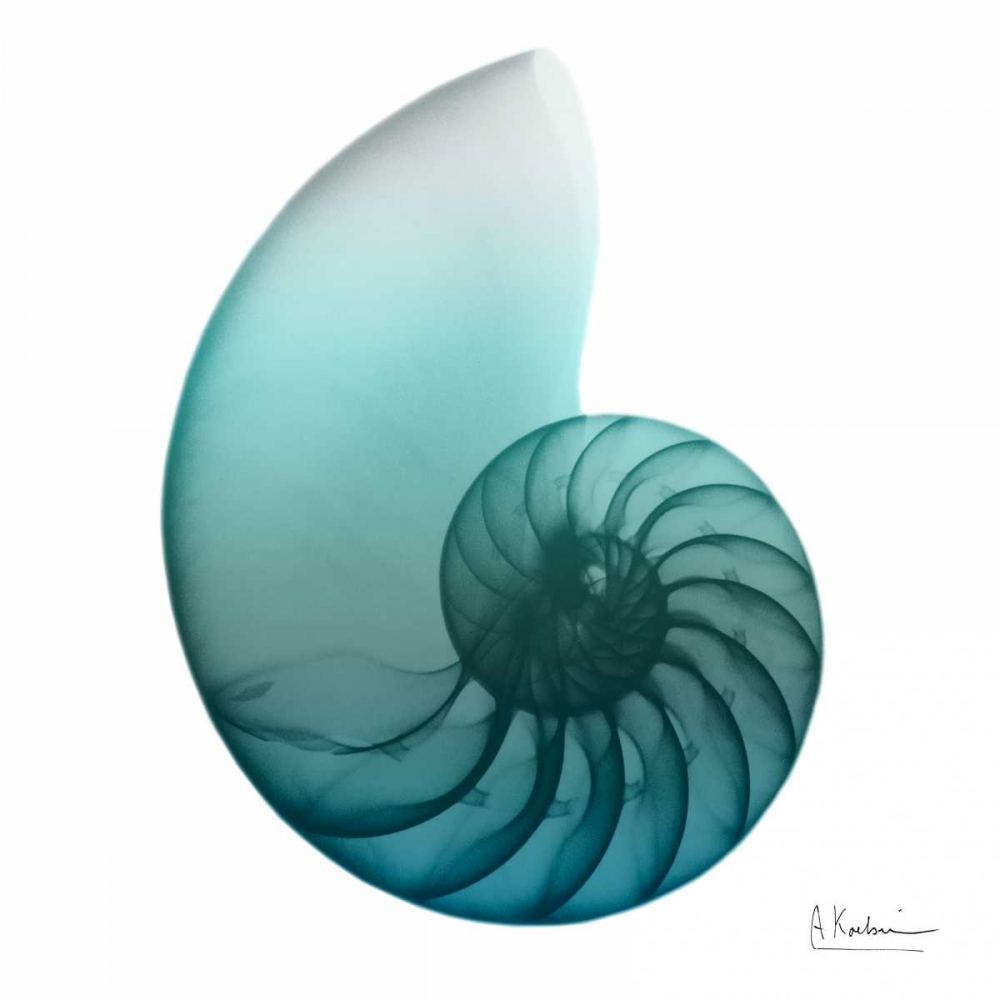 Water Snail 4 art print by Albert Koetsier for $57.95 CAD