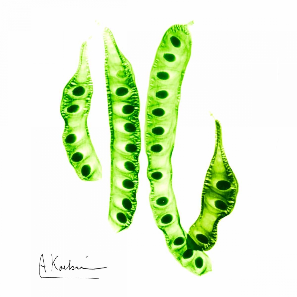 Carob Formation art print by Albert Koetsier for $57.95 CAD