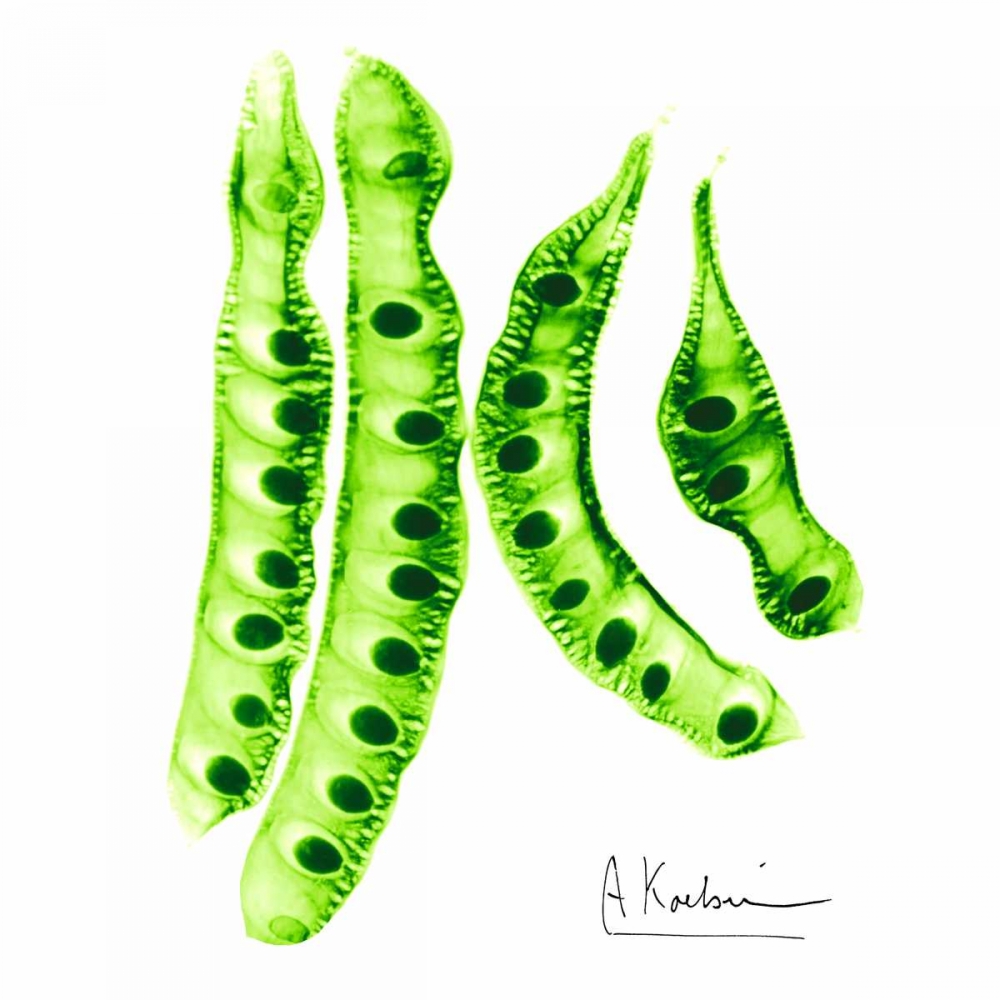 Carob Formation 2 art print by Albert Koetsier for $57.95 CAD