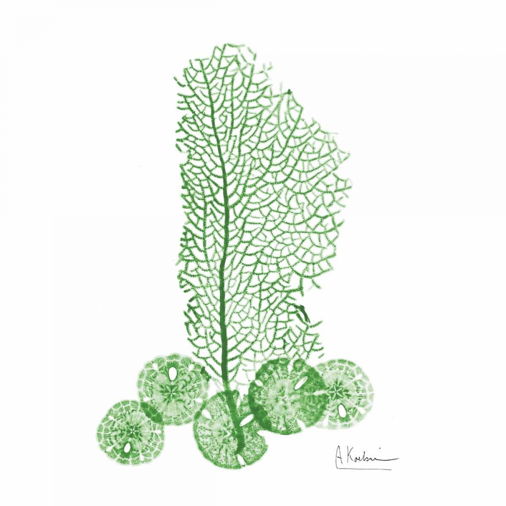 Emerald Sea Fan and Sand Dollar 2 art print by Albert Koetsier for $57.95 CAD
