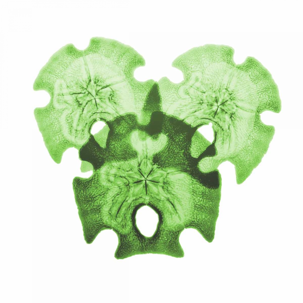 Sage Sand Dollars 2 L326 art print by Albert Koetsier for $57.95 CAD