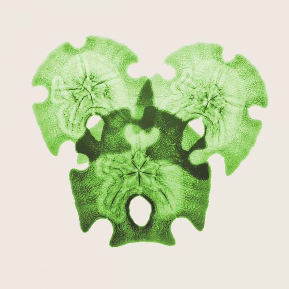 Sage Sand Dollars L326 art print by Albert Koetsier for $57.95 CAD