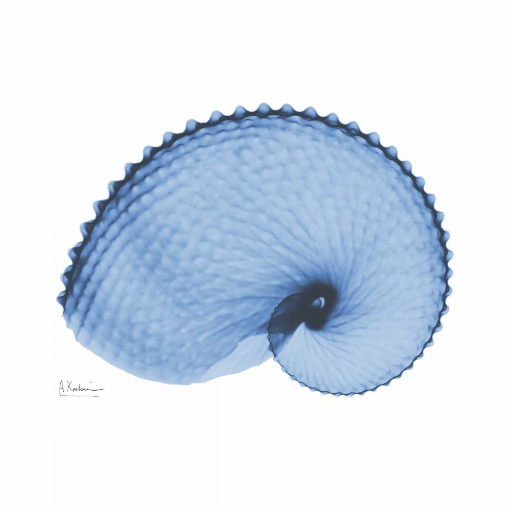 Ultramarine Argonaut 2 art print by Albert Koetsier for $57.95 CAD