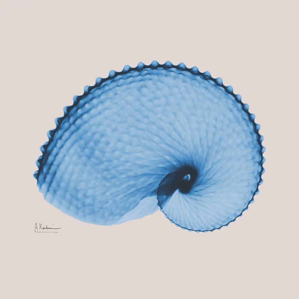 Ultramarine Argonaut art print by Albert Koetsier for $57.95 CAD