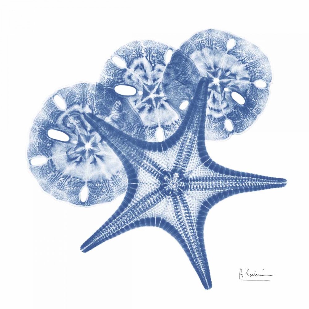 Cerulean Starfish and Sand Dollar 2 art print by Albert Koetsier for $57.95 CAD