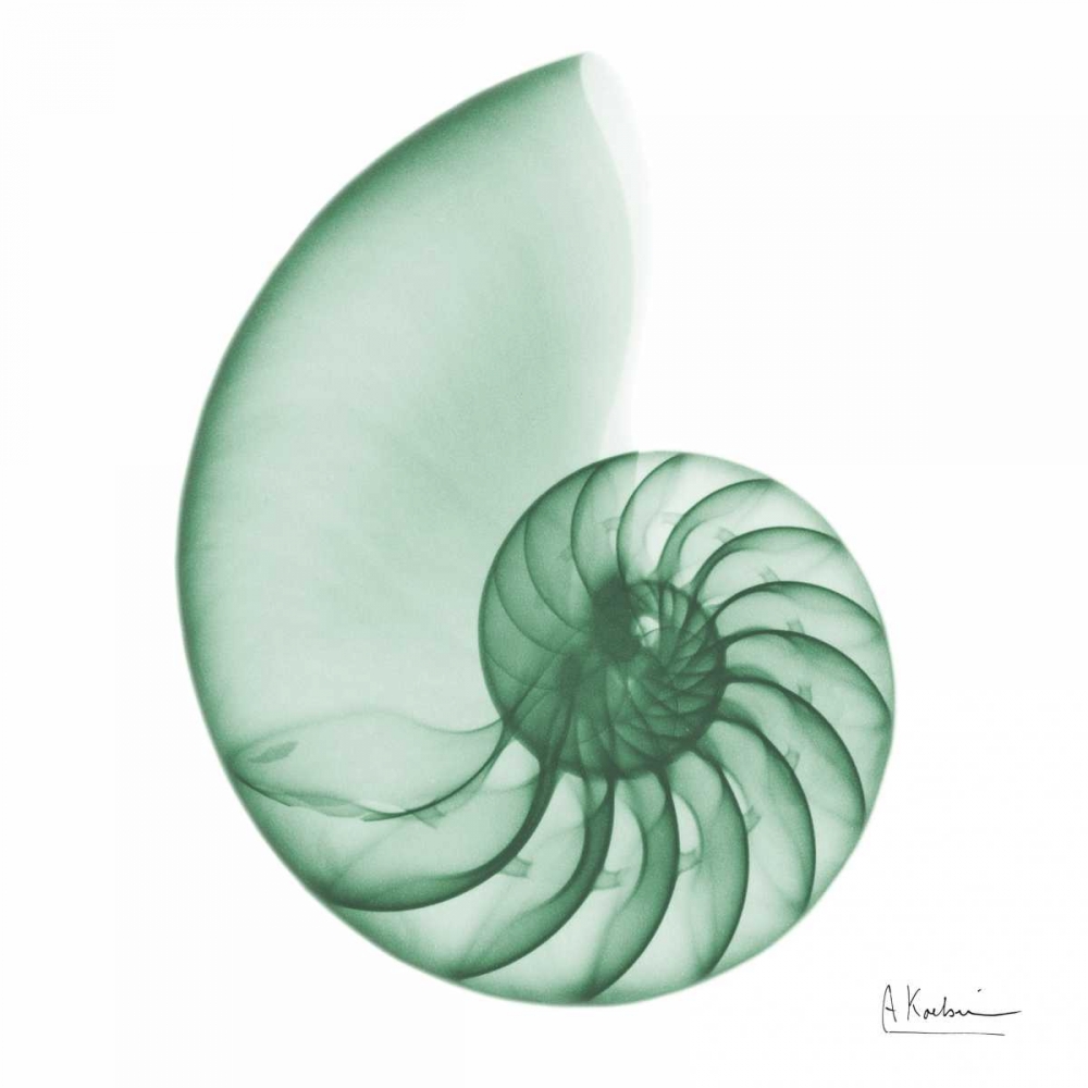 Jade Water Snail 2 art print by Albert Koetsier for $57.95 CAD