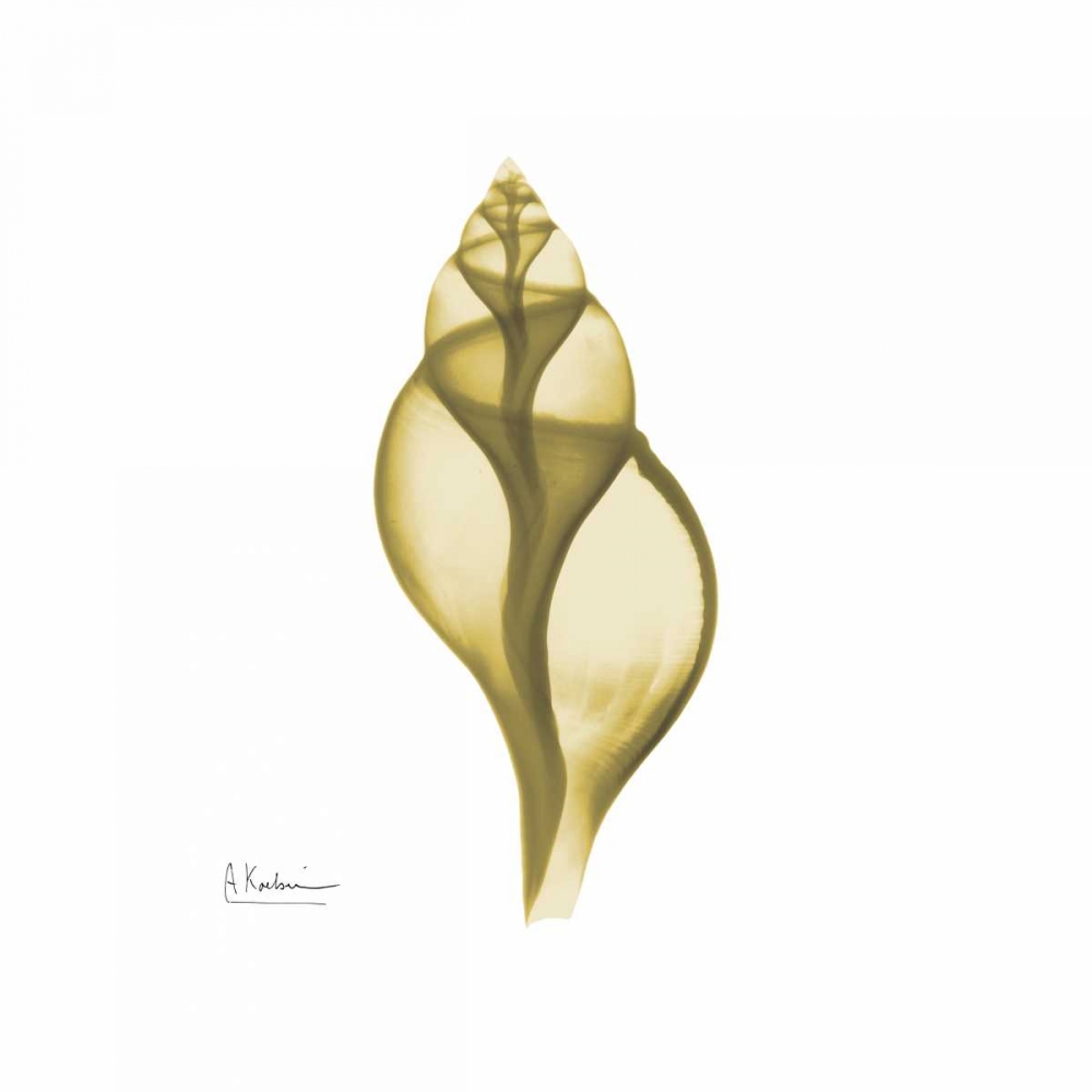 Genie Tulip Shell 2 art print by Albert Koetsier for $57.95 CAD