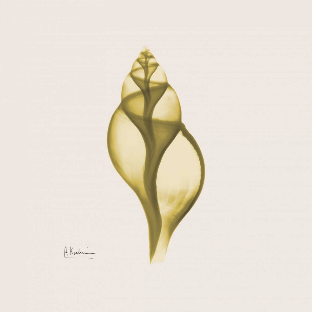 Genie Tulip Shell art print by Albert Koetsier for $57.95 CAD