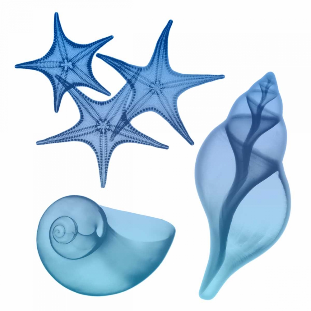 Blue Ombre Sea Life art print by Albert Koetsier for $57.95 CAD