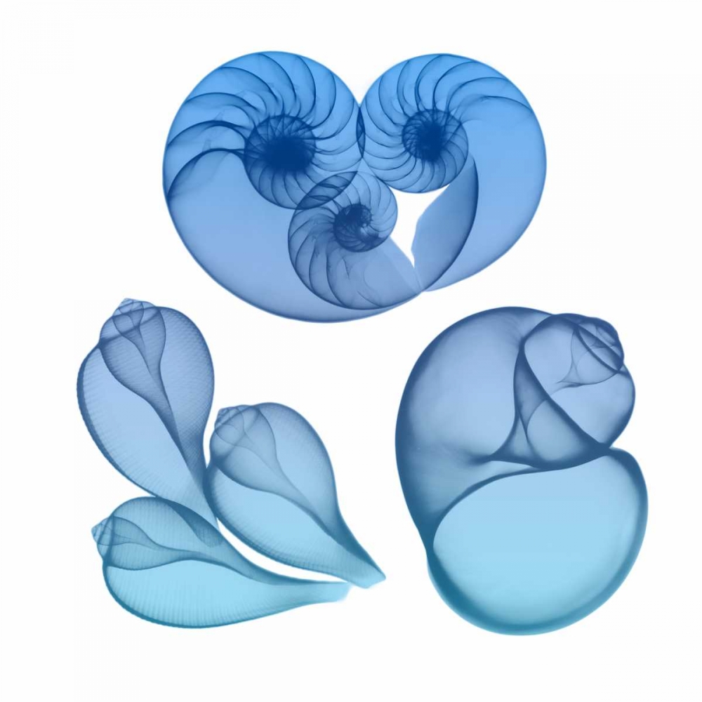 Blue Ombre Sea Life 2 art print by Albert Koetsier for $57.95 CAD