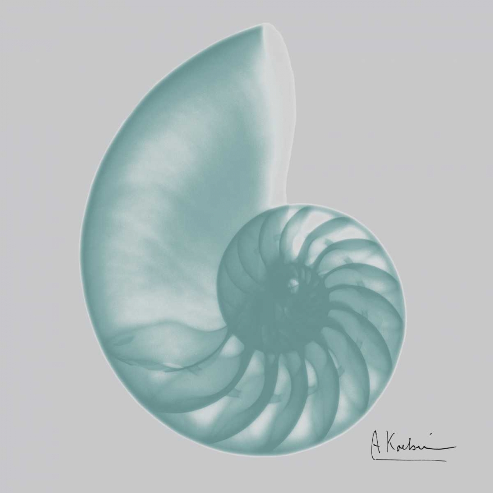 Aquifer Sea Shell art print by Albert Koetsier for $57.95 CAD