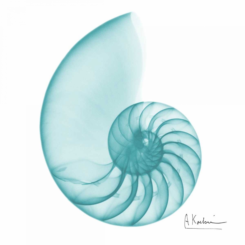 Turquoise Sea Shell art print by Albert Koetsier for $57.95 CAD