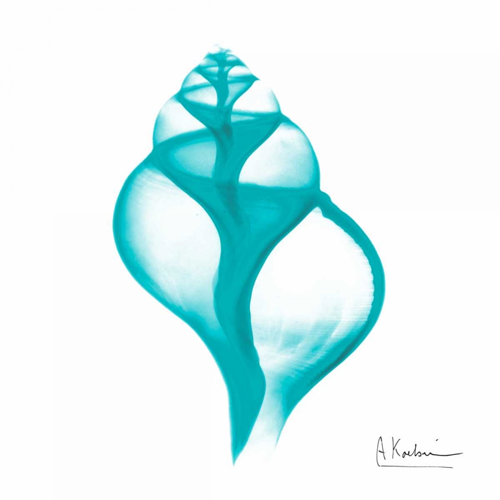 Turquoise Tulip Shell art print by Albert Koetsier for $57.95 CAD