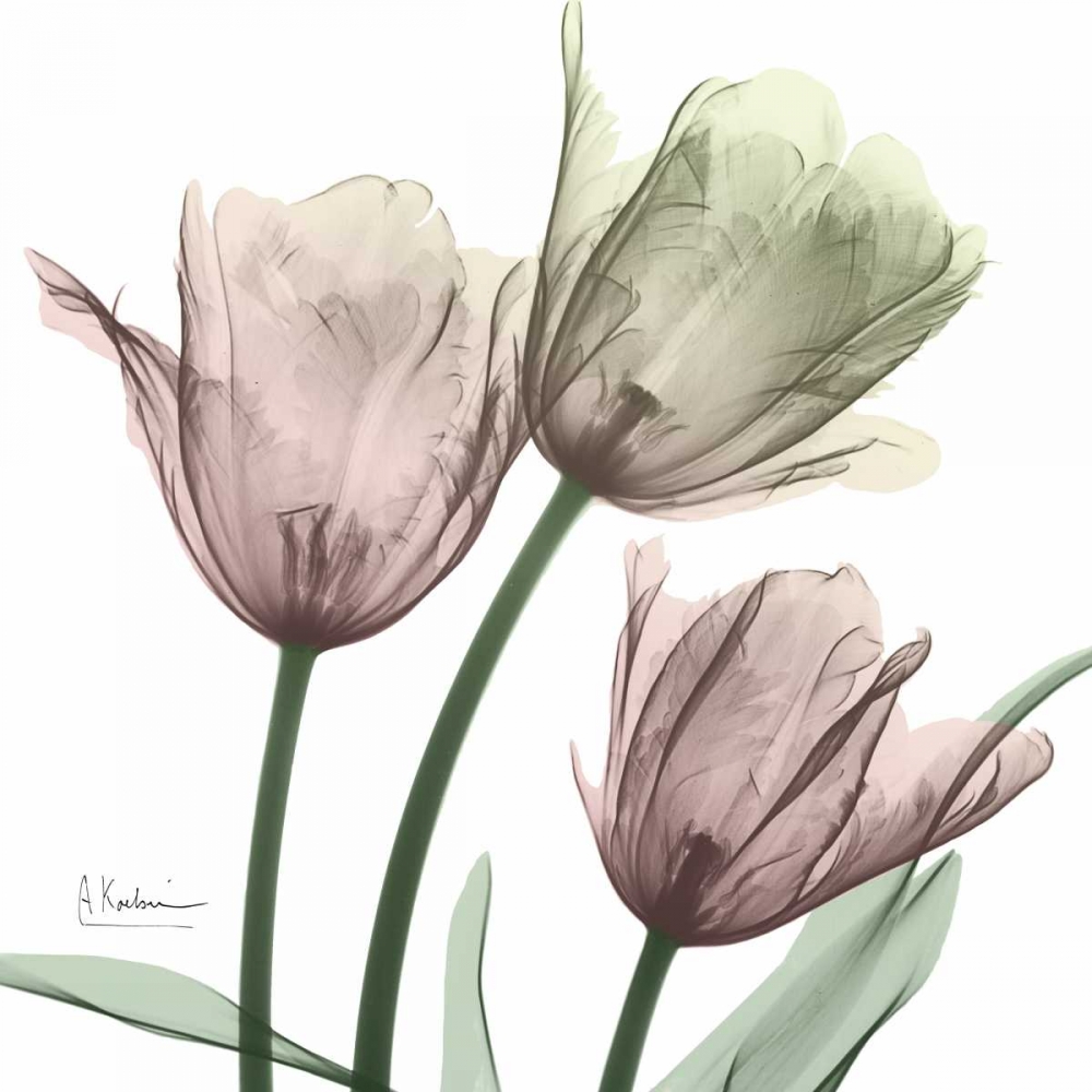Natural Luster Tulips 1 art print by Albert Koetsier for $57.95 CAD