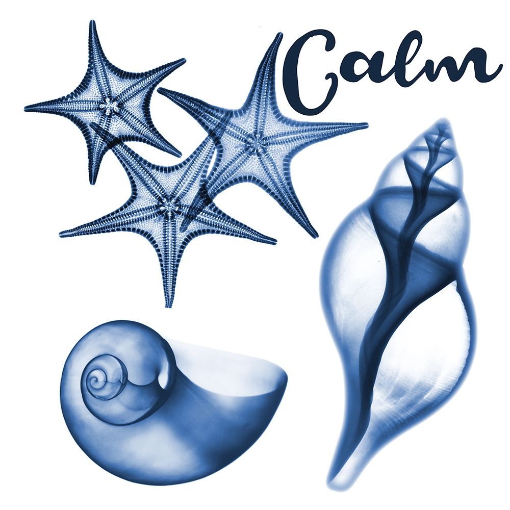 Calm Sealife art print by Albert Koetsier for $57.95 CAD