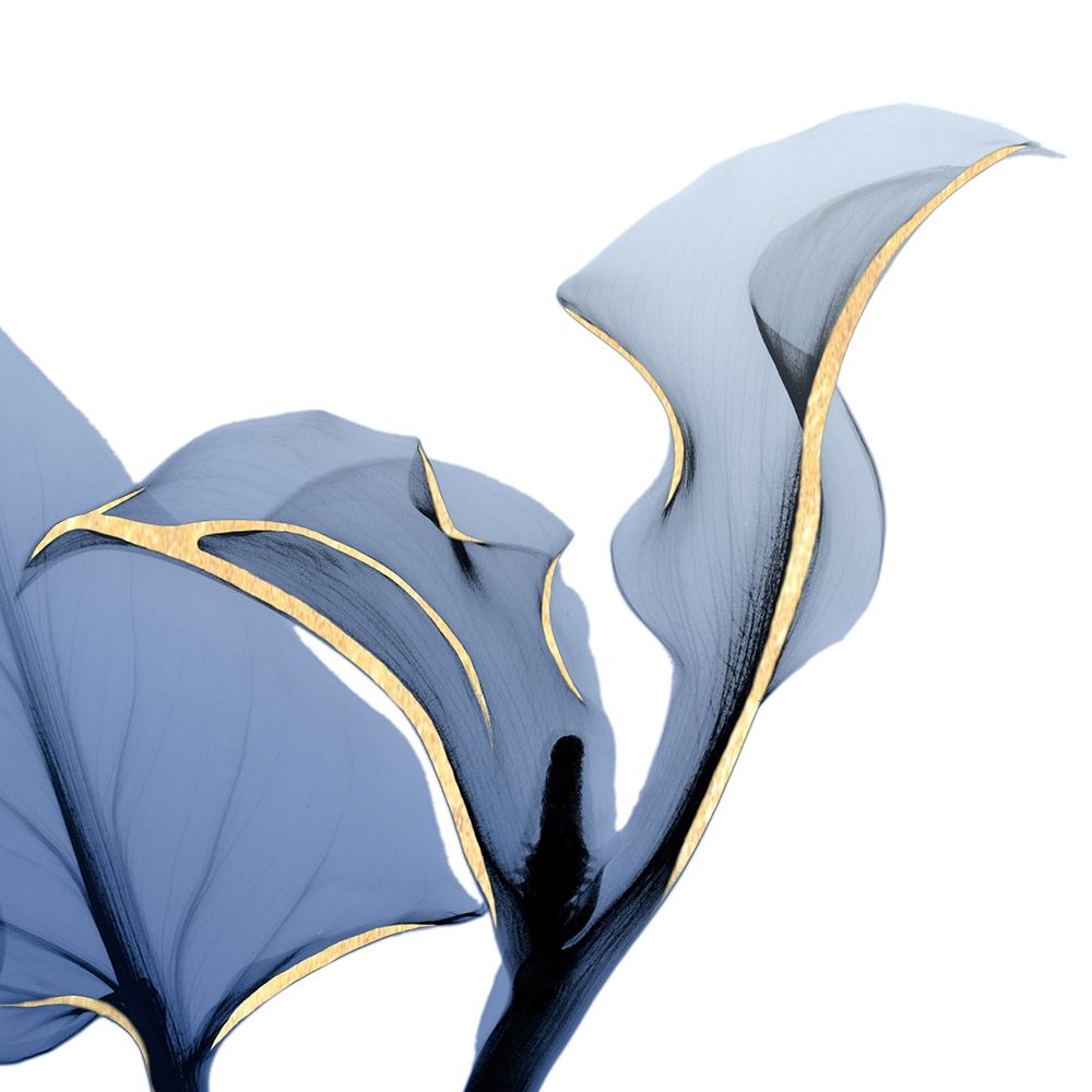 Moonlit Calla Lily art print by Albert Koetsier for $57.95 CAD