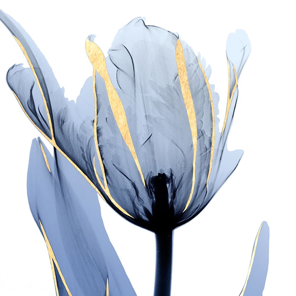 Moonlit Tulip art print by Albert Koetsier for $57.95 CAD