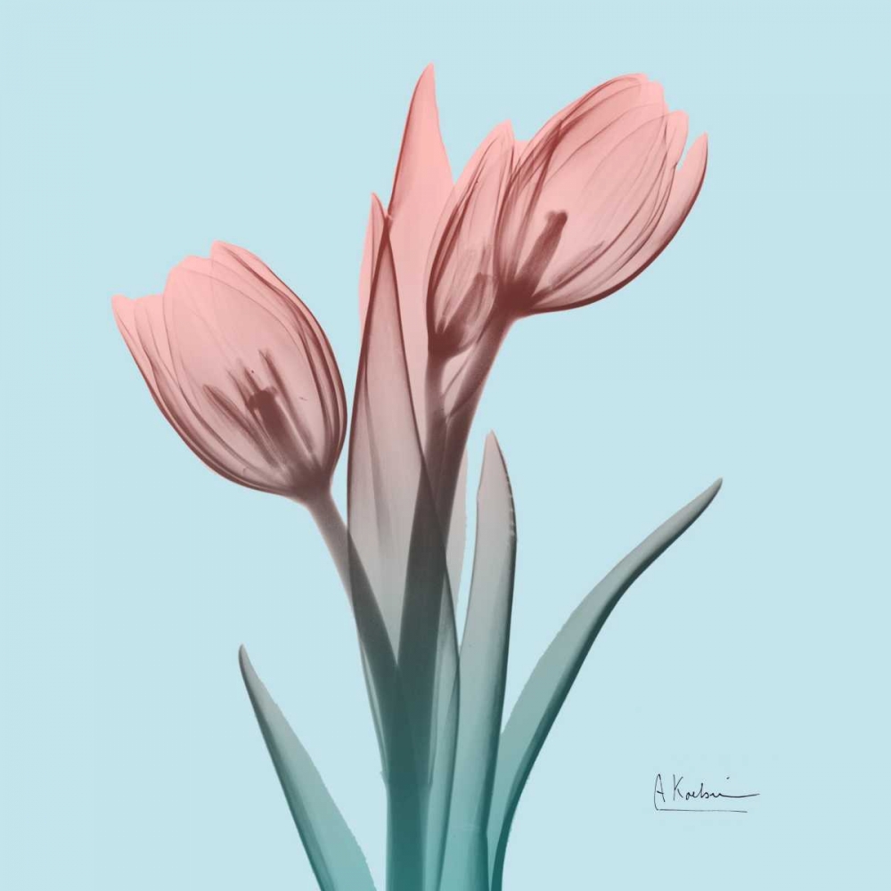 Awakening Tulips 1 art print by Albert Koetsier for $57.95 CAD