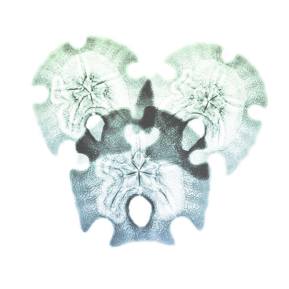 Shimmering Sand Dollars 2 art print by Albert Koetsier for $57.95 CAD