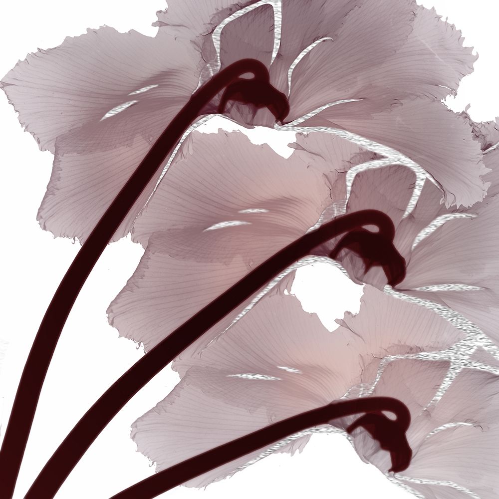 Silver Luster 1 art print by Albert Koetsier for $57.95 CAD