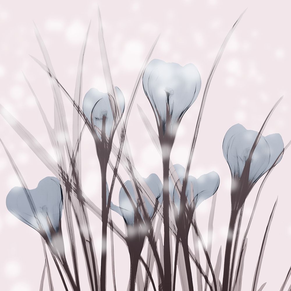 Salmon Crocus art print by Albert Koetsier for $57.95 CAD