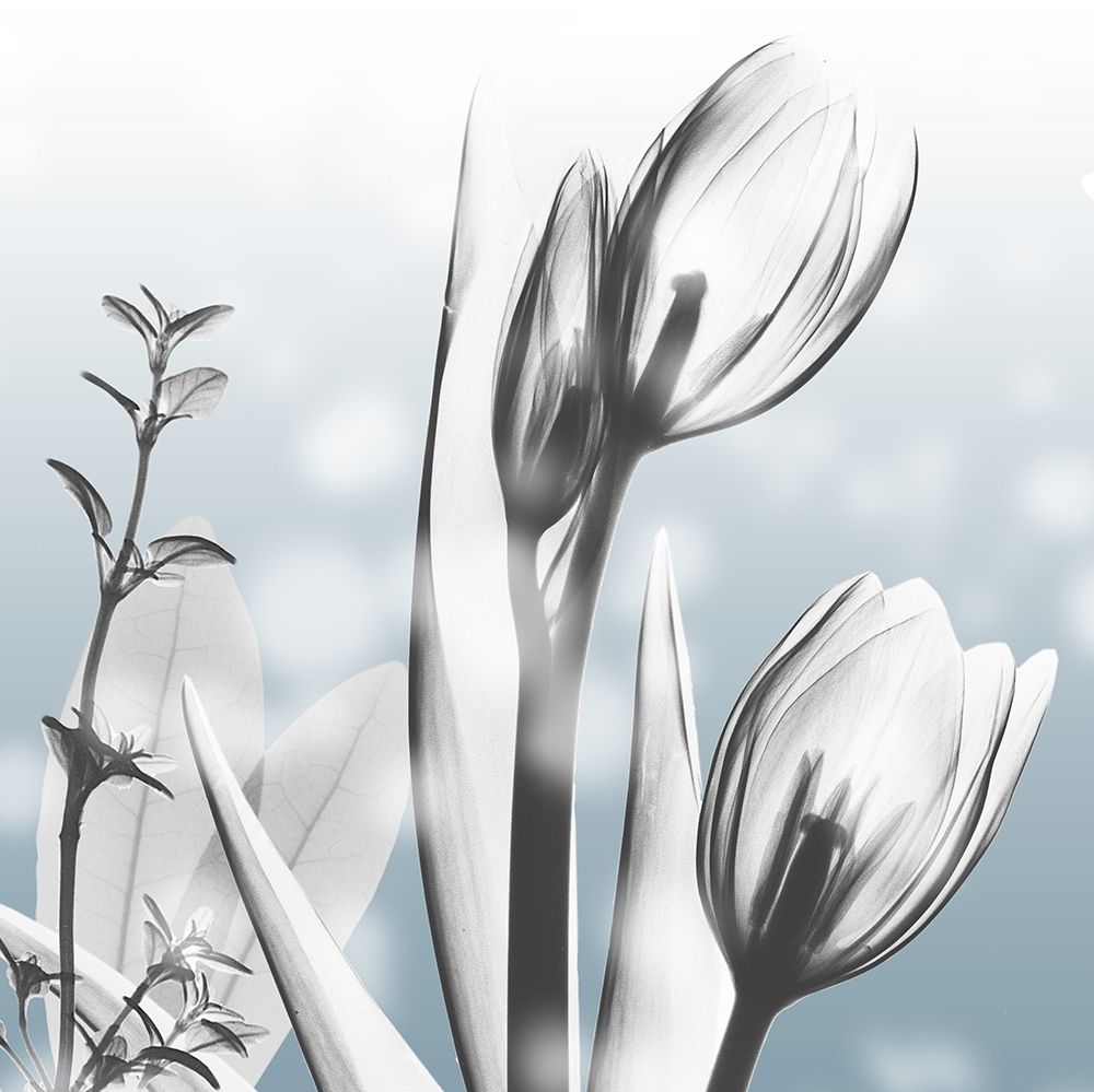 Heavenly Growth art print by Albert Koetsier for $57.95 CAD
