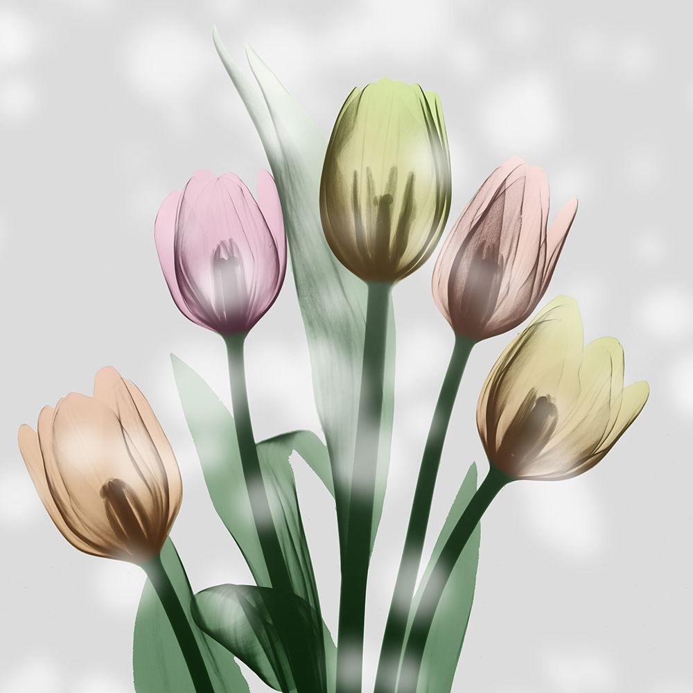 Awakening Tulips art print by Albert Koetsier for $57.95 CAD