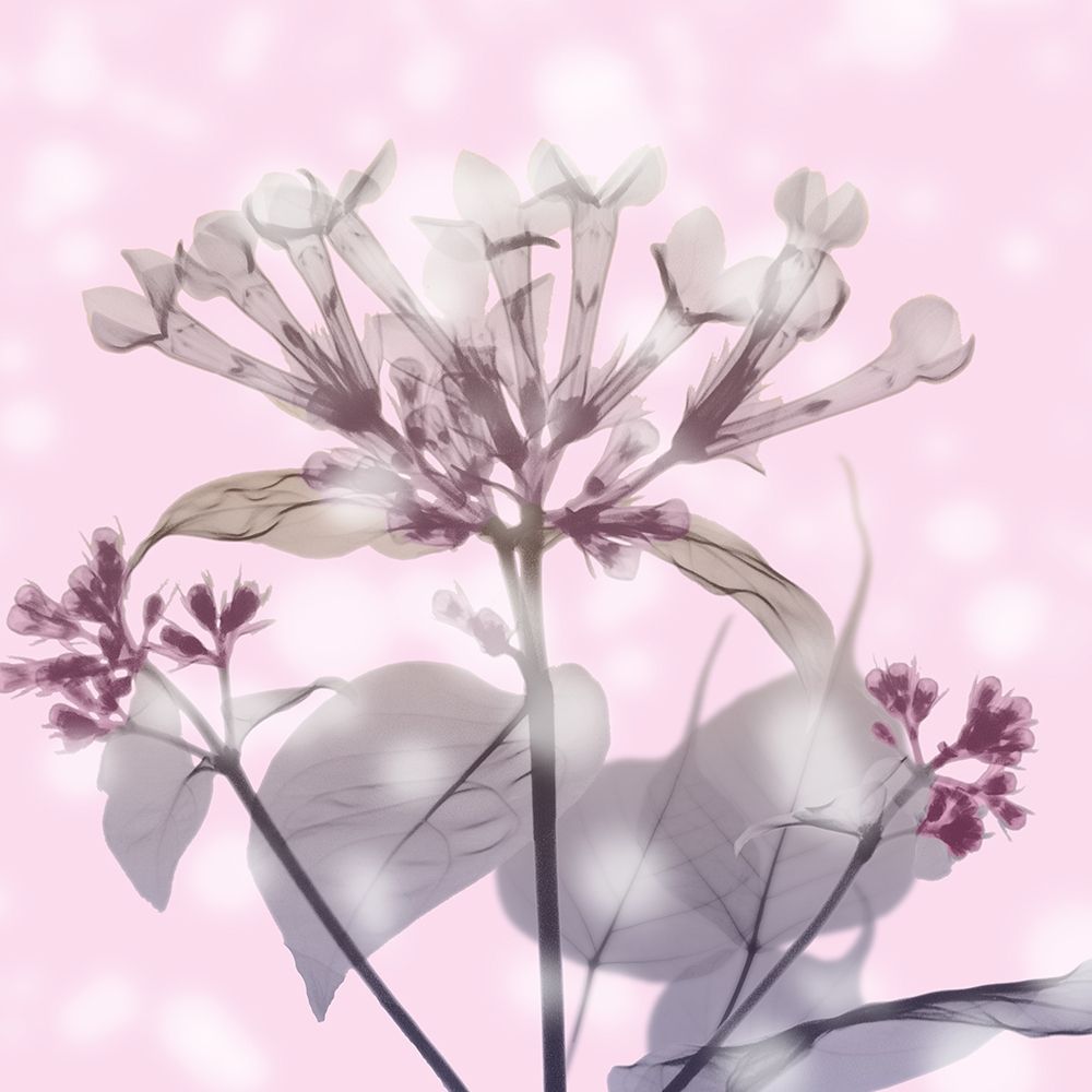 Sparkling Bouvardia art print by Albert Koetsier for $57.95 CAD