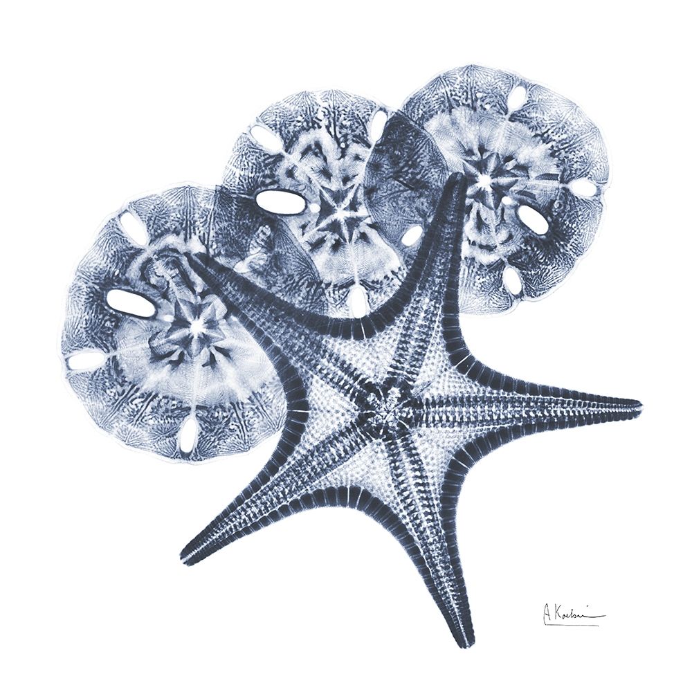 Indigo Starfish and Sand Dollar art print by Albert Koetsier for $57.95 CAD