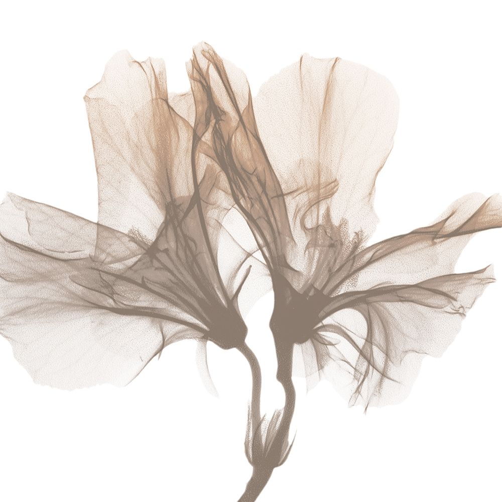Dry Azalea 1 art print by Albert Koetsier for $57.95 CAD