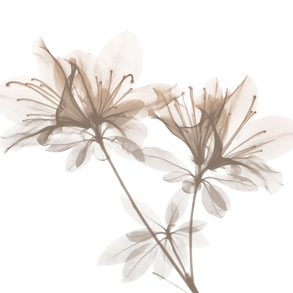 Dry Azalea 2 art print by Albert Koetsier for $57.95 CAD