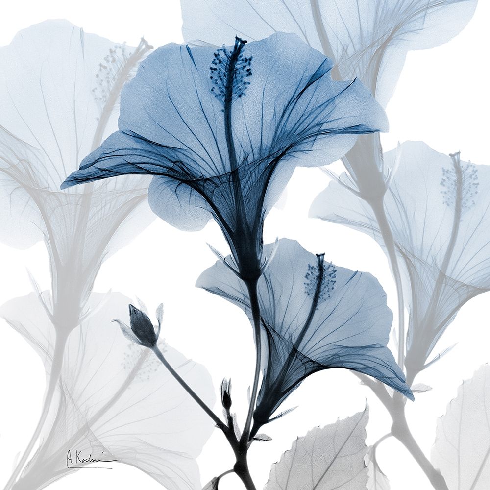Steel Hibiscus art print by Albert Koetsier for $57.95 CAD