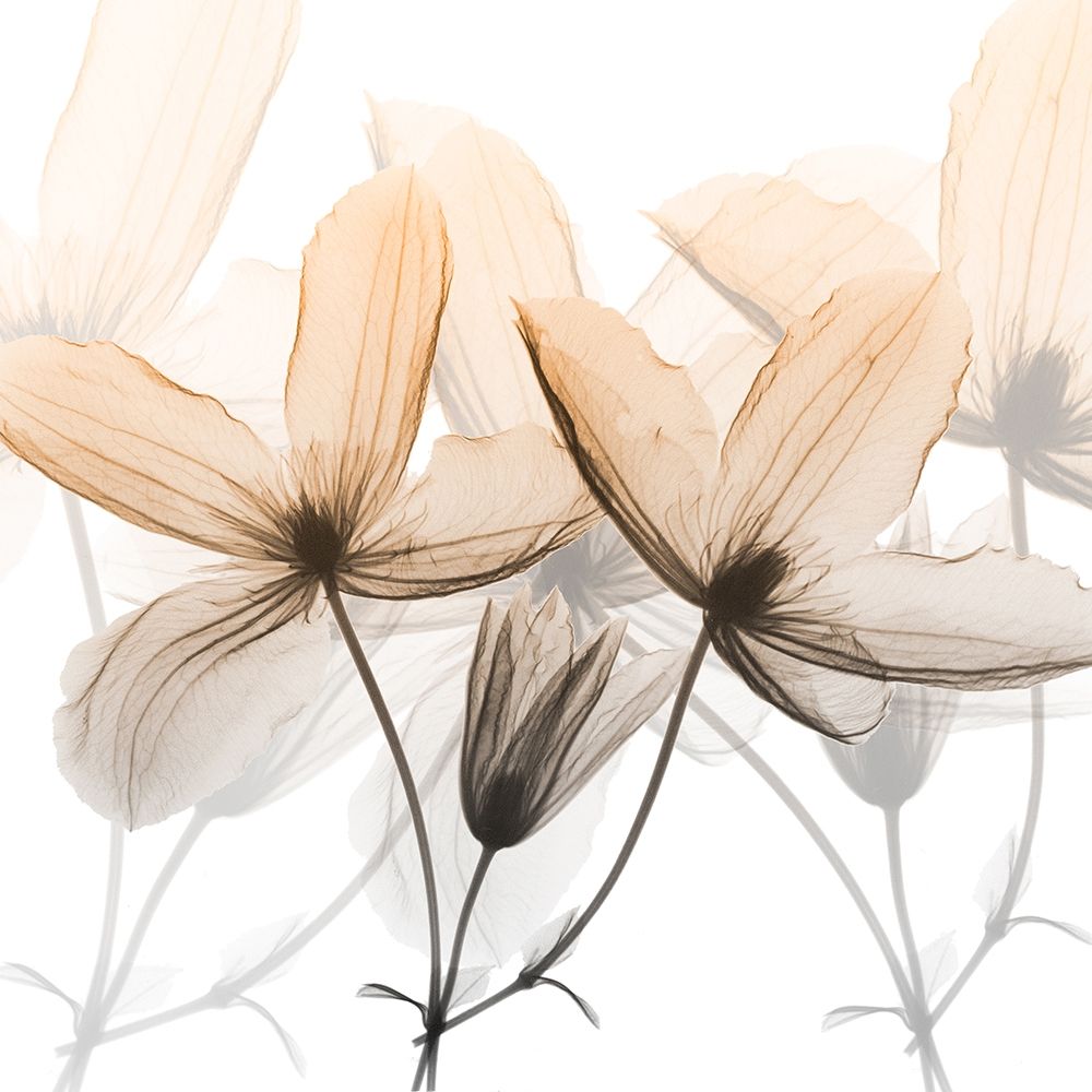 Bittersweet Clematis art print by Albert Koetsier for $57.95 CAD