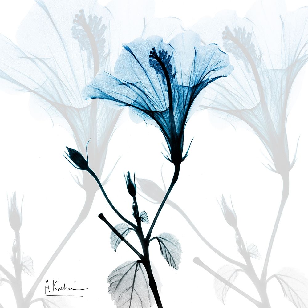 Hibiscus Azure art print by Albert Koetsier for $57.95 CAD