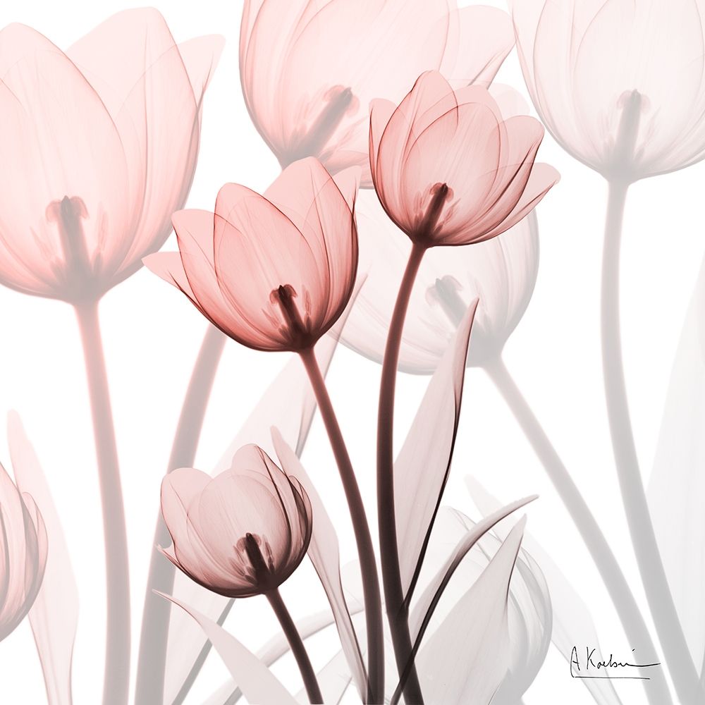 Blush Luster Tulips art print by Albert Koetsier for $57.95 CAD