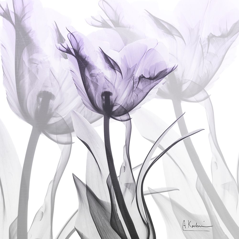 Lilac Luster Tulip art print by Albert Koetsier for $57.95 CAD