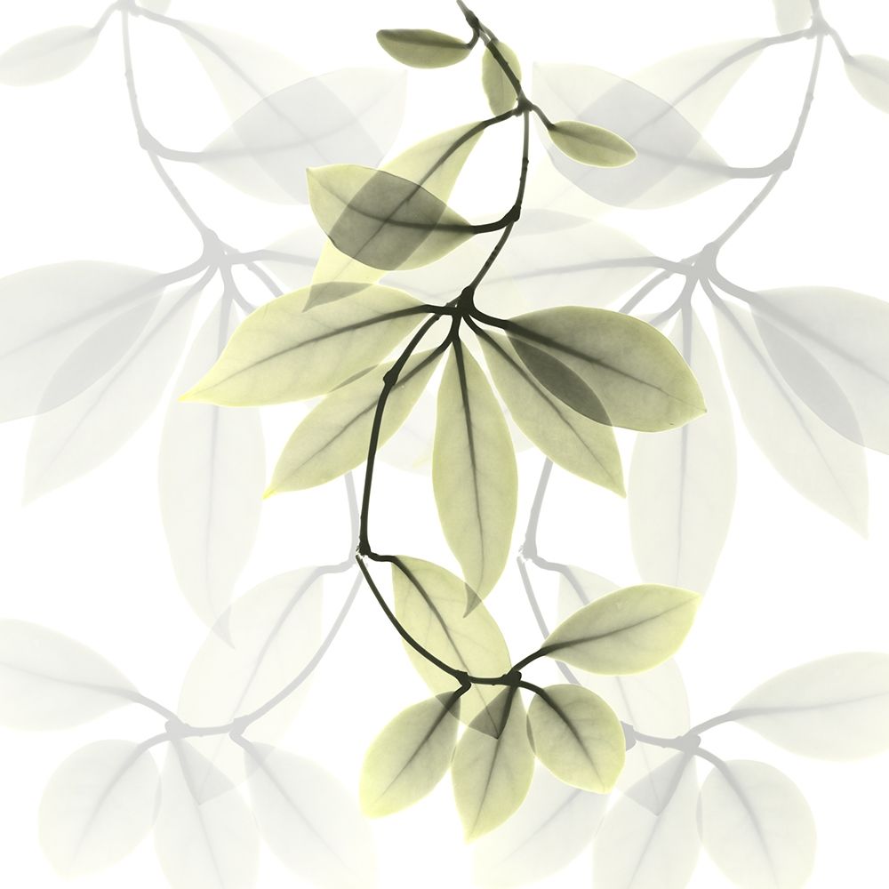 Overcoming Hoya Carnosa art print by Albert Koetsier for $57.95 CAD