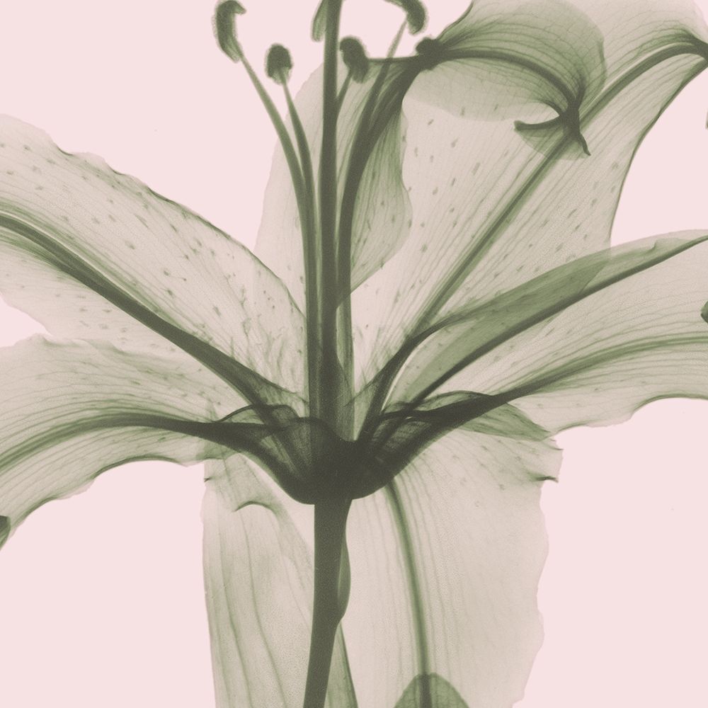 Entranced Lily art print by Albert Koetsier for $57.95 CAD