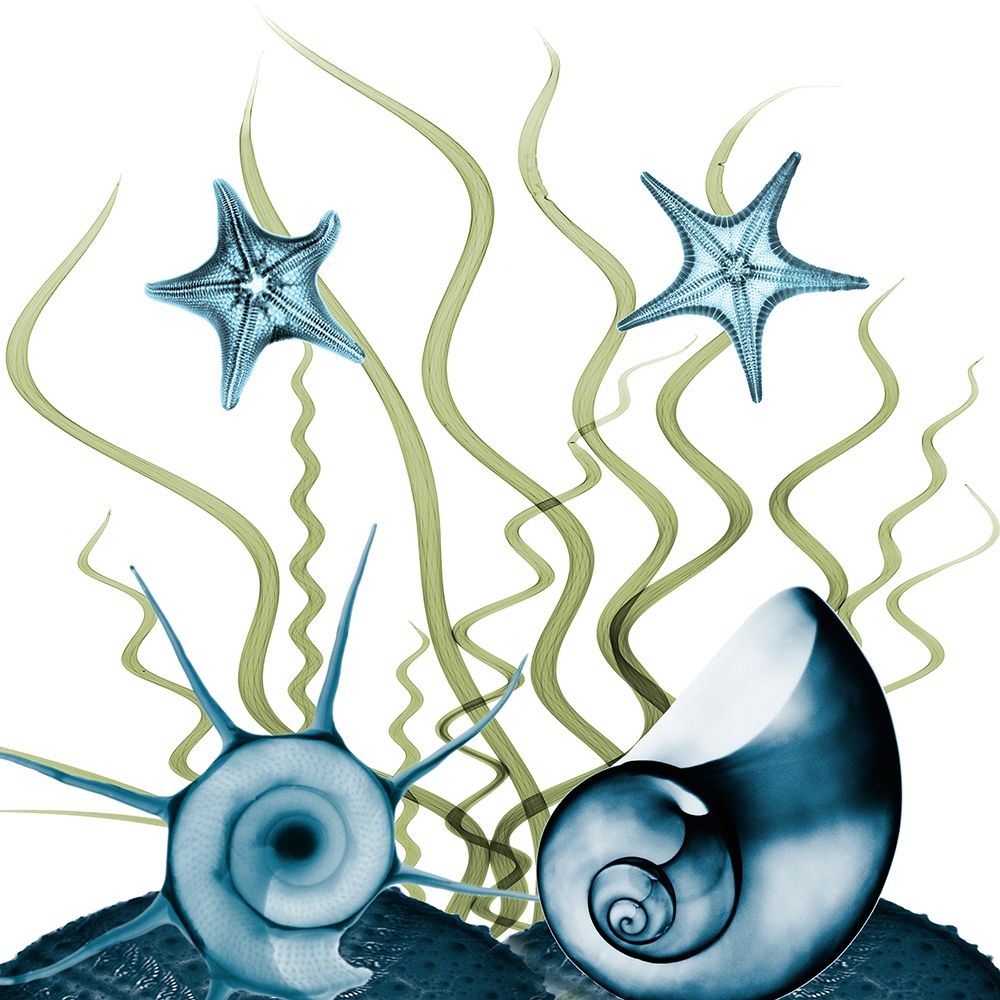 Majestic Sea Floor 1 art print by Albert Koetsier for $57.95 CAD