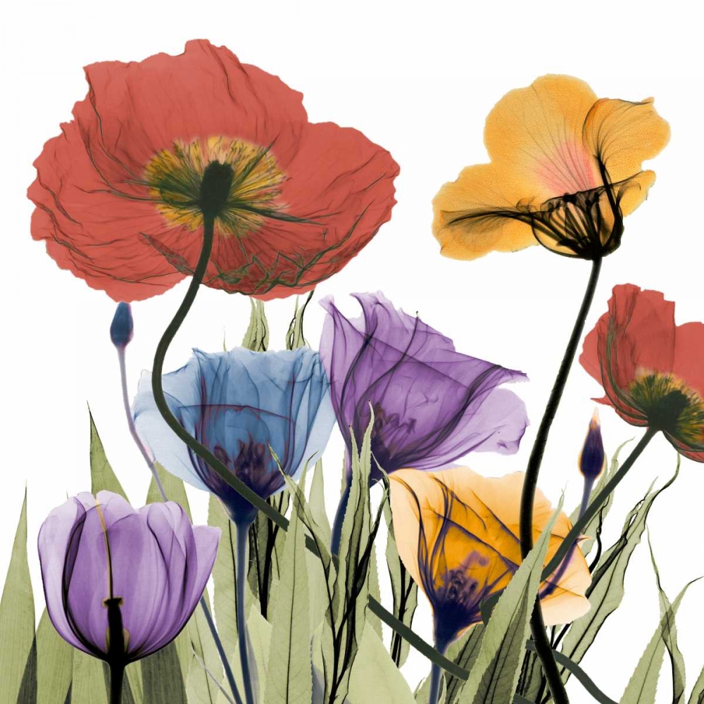 Flowerscape art print by Albert Koetsier for $57.95 CAD